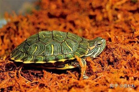 床 靠窗 草龜巴西龜